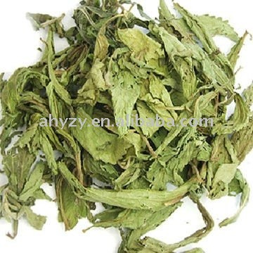 Hot product stevia rebaudiana