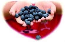 High Quality Low Price IQF Blueberries