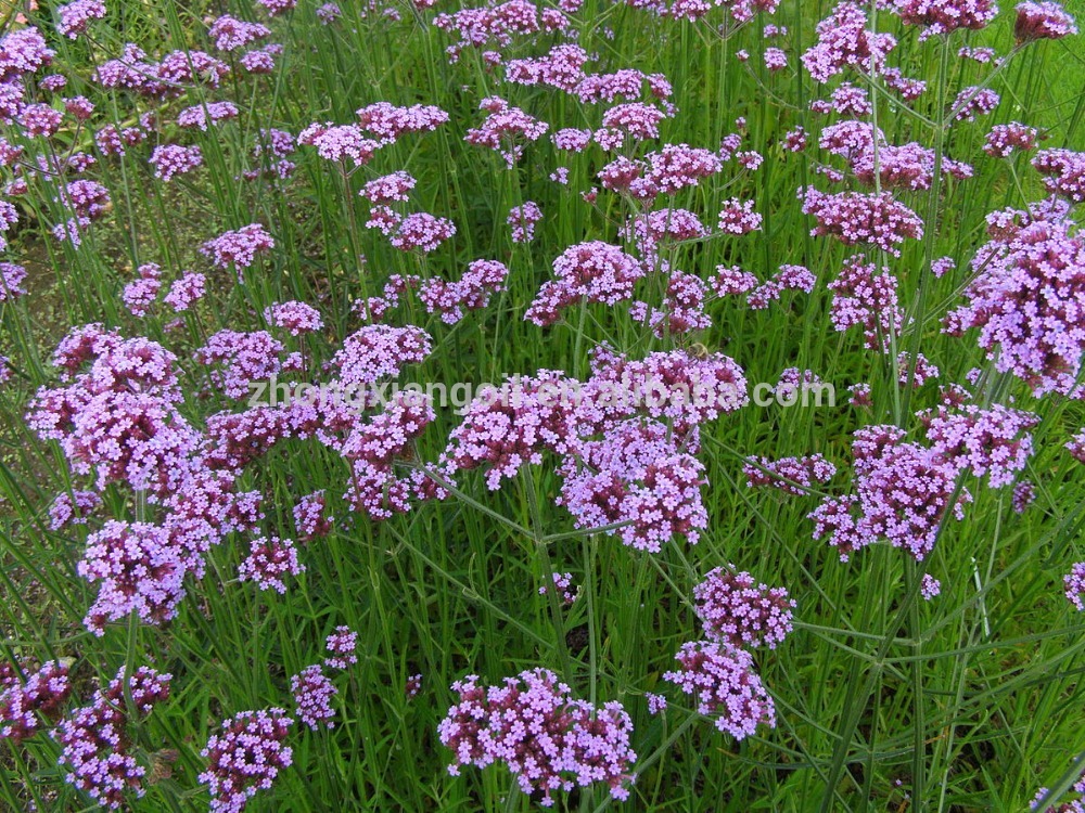 Aceite esencial de verbena de grado terapéutico 100% puro