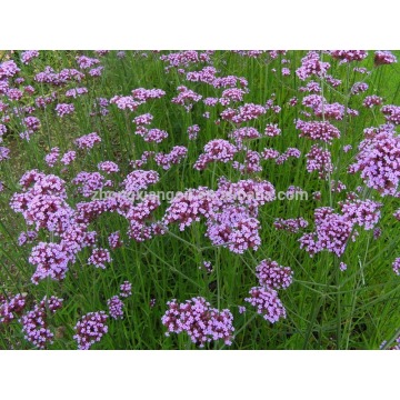 100% Pure Therapeutic Grade Verbena Essential Oil