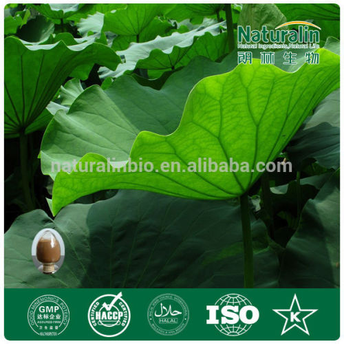 100% Pure Lotus Extract/ Lotus Leaf extract