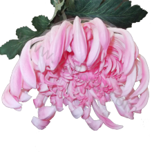 10" chrysanthemum flower PU artificial flowers cheap artificial flower for funeral creepers decoration artificial flowers