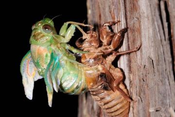 Periostracum Cicadae cicada Shell chan tui