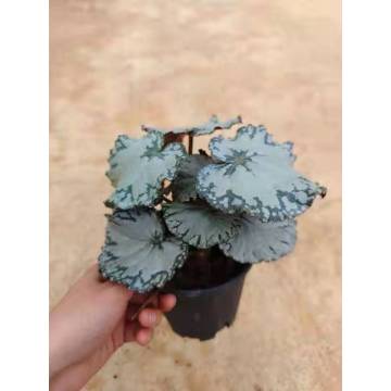 begonia 2 in low price