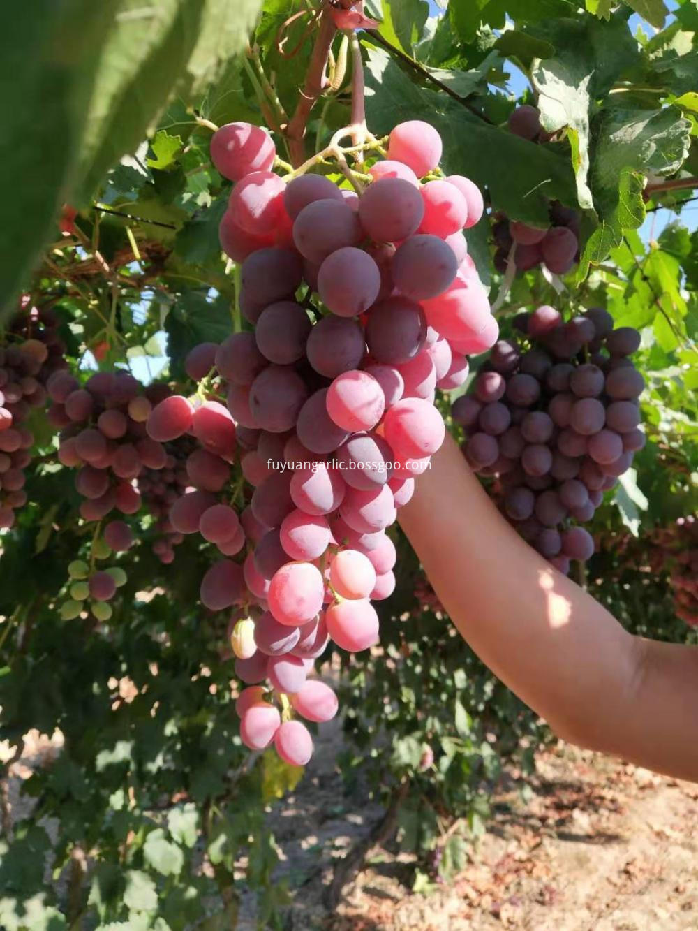 Xinjiang Red Grapes