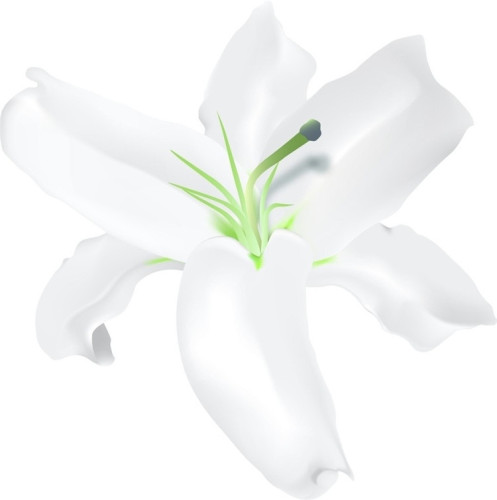 1kg lily essential oil natural