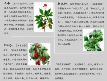 Panax ginseng extract