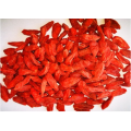 Nuovo raccolto biologico Bacche di Goji / wolfberry