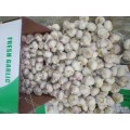 Fresh 2020 Top Quality Normal White Garlic