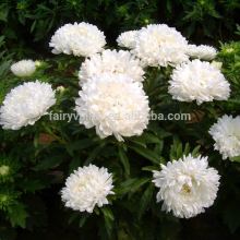 High quality Hybrid Callistephus chinensis Flowers Seeds For growing