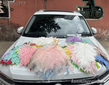Natural Green Leaf Alpine Fern Leaves and Preserved Fern Flowers