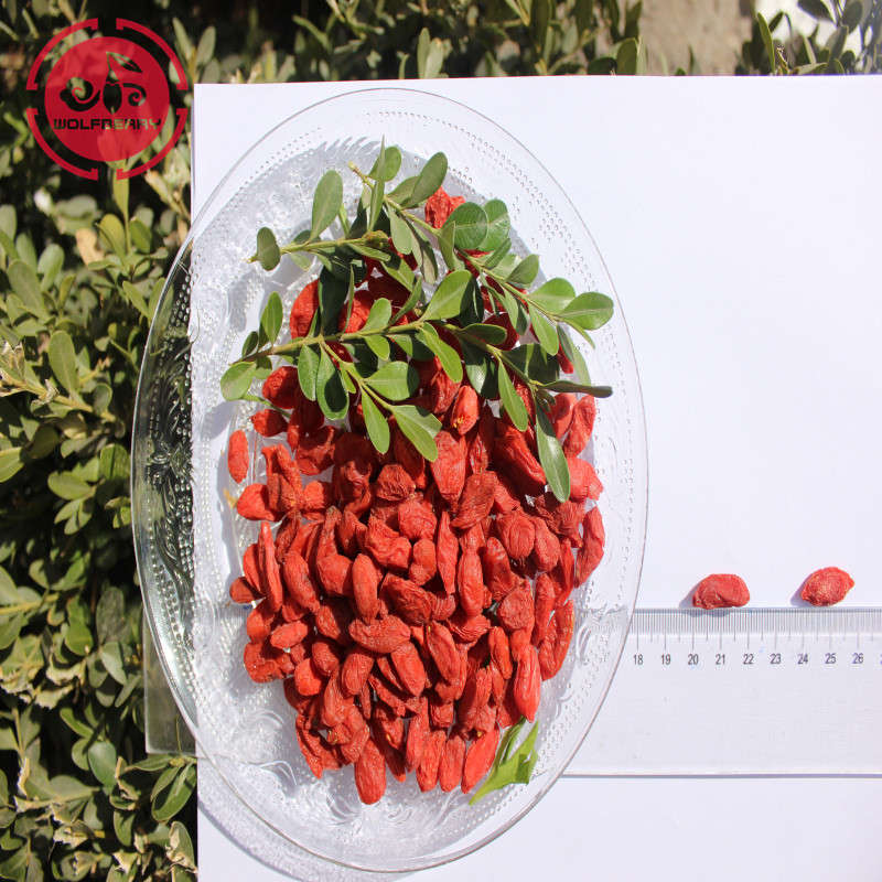 Wolfberry / Lycium Barbarum / bacche di goji all&#39;ingrosso