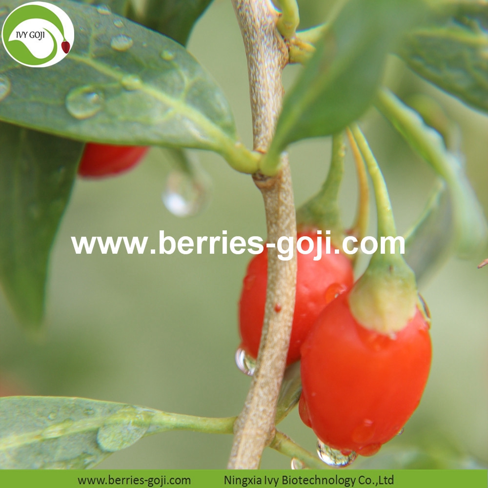 goji berry