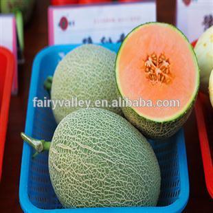 Hybrid F1 Sweet Hami melon seeds For Growing-Yu Sweet Fragrance No.2