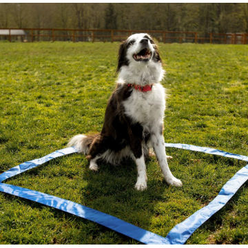 28 keping anjing halangan anjing untuk latihan