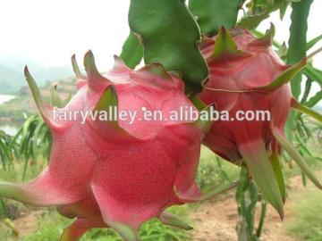 Fruit tree seeds for sale-High Quality High Yield Dragon Fruit Cactus For Growing