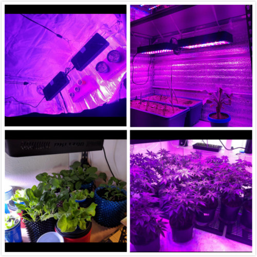 Hydroponics 200W kweken landbouwlicht LED-verlichting