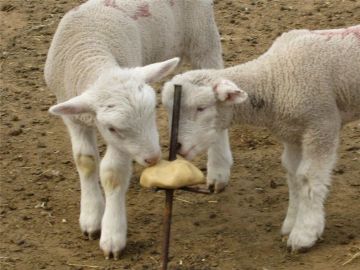 Xinchang Animal Livestock Salt Lick