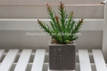succulent plants, mini plant, green and red cactus with wooden potted single plant #1
