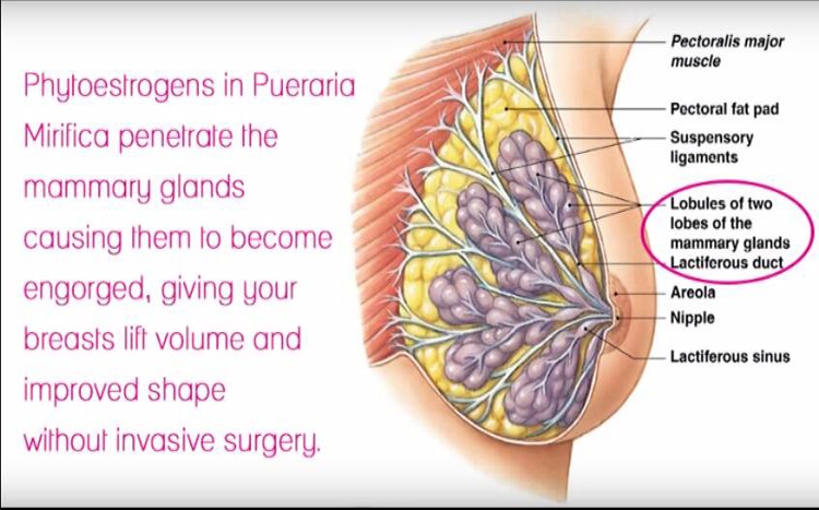 GMP Certificated Natural Enlarging Breast for Women