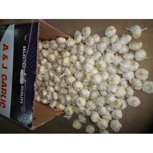 Hot Sale Pure White Garlic 2020