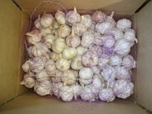 Normal White Garlic Size 5.0cm