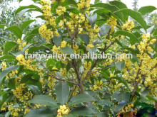 Sweet osmanthus Sweet olive Tea olive Fragrant olive seeds for growing beautiful flower trees