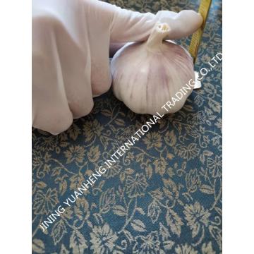 Perfect garlic product new garlic in shandong