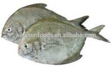 Frozen Black Pomfret W/R
