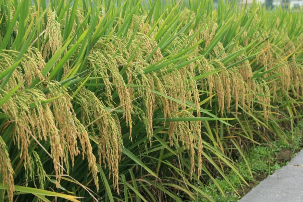 best hybrid paddy seeds