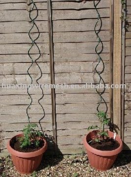 Curly Tomato Stakes