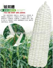 Hybrid white corn seeds For Growing-Bai Yu