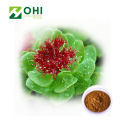 Rhodiola Rosea Extract Salidrosides Rosavin Pulver