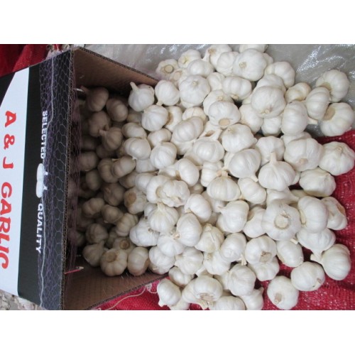 Best Quality Pure White Garlic 2020