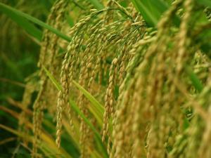 Rice Bran Extract Ferulic Acid Powder