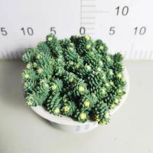 good price Sedum living plants factory