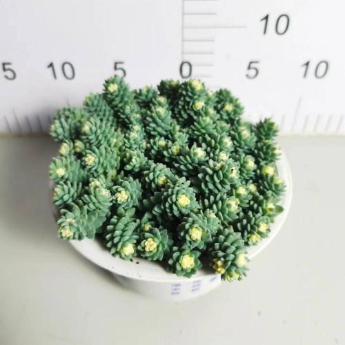 good price Sedum living plants factory