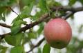 Exporter une nouvelle pomme de bonne qualité