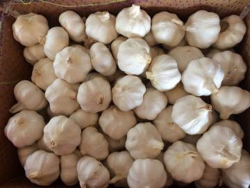 New garlic be exported to South Africa