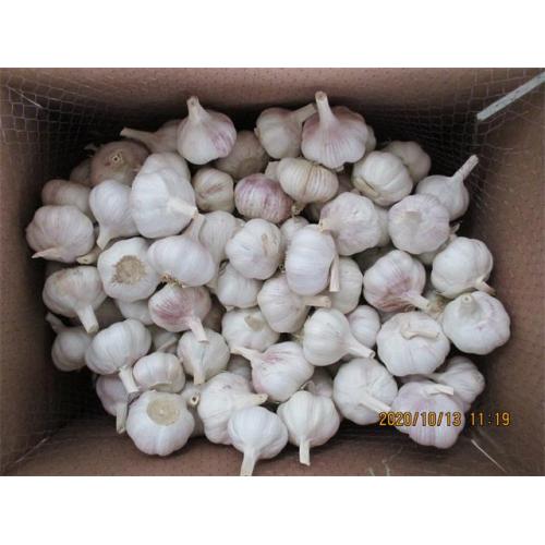 Fresh Garlic Cold Storing Crop 2020 Garlic