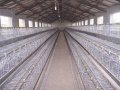 120 oiseaux batterie couche cage de poulet