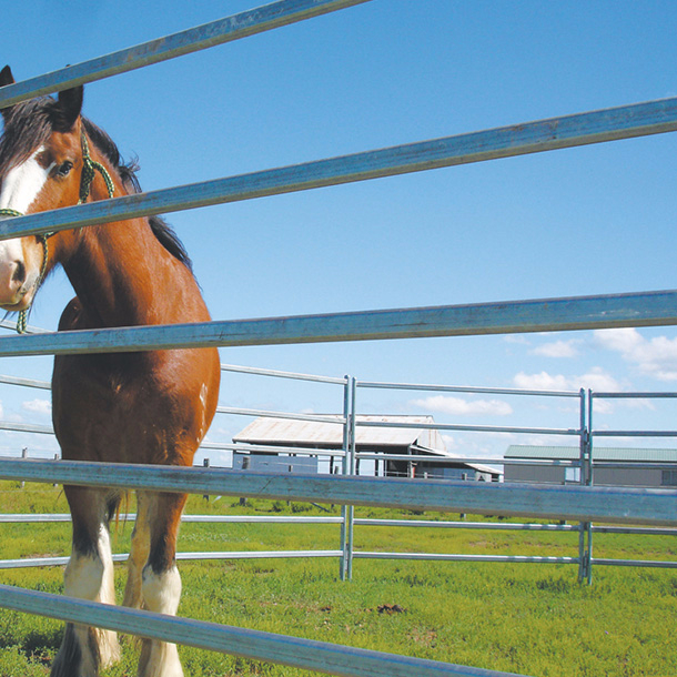 Galvanized Wire Mesh Cattle Fence for Horse