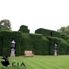 Micro Landscape Plastic Boxwood Hedge Cheap Fence Panels