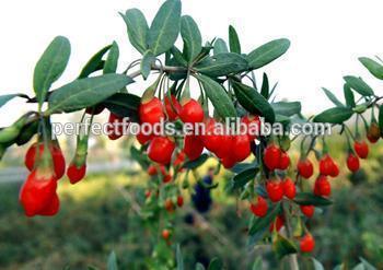 Low price Chinese Ningxia dried goji berry supplier