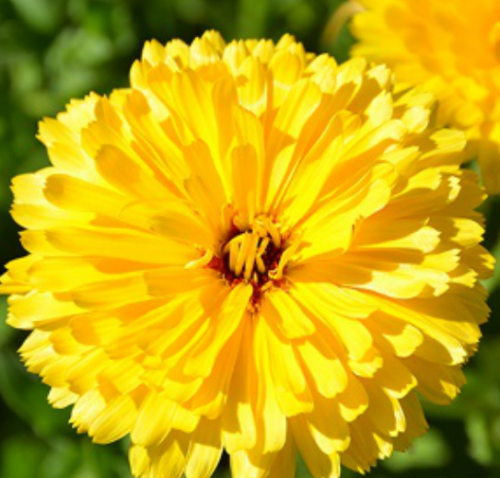 Hybrid marigold flower seed