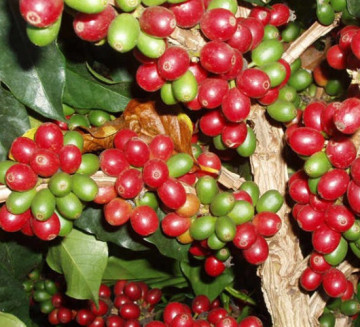 Coffee Arabica Typica raw bean small grain coffee