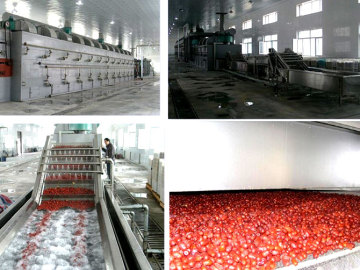 DWT Series Dehydration Vegetable Belt Dryer