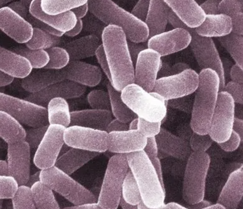 Lactobacillus helveticus de calidad alimentaria Food Grade Lactobacillus Helveticus
