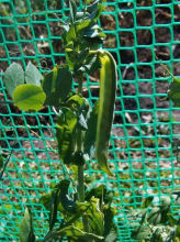 Top supplier plastic coated wire mesh