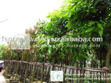 Mangifera indica tropical plants